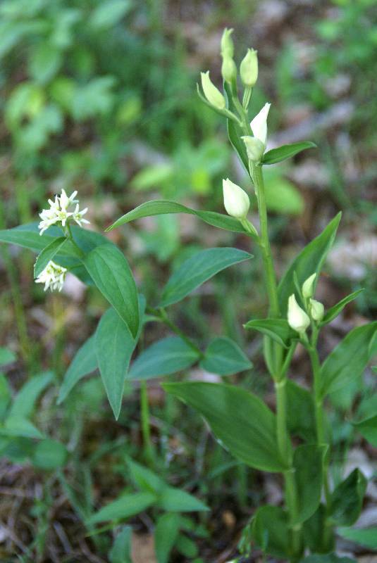 Unser Orchideenpark Bild Nr.100